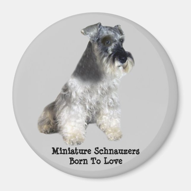 Imán Magnate Schnauzer en miniatura (Frente)