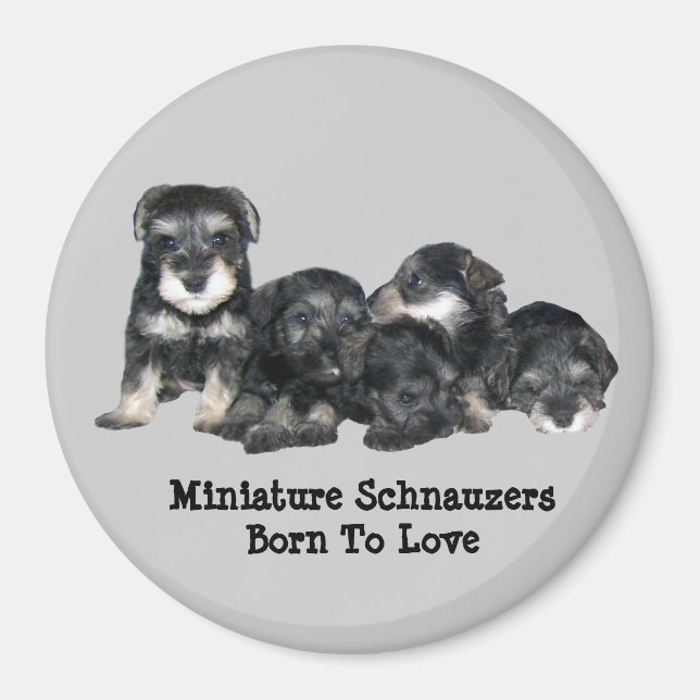 Imán Magnate Schnauzer en miniatura (Frente)