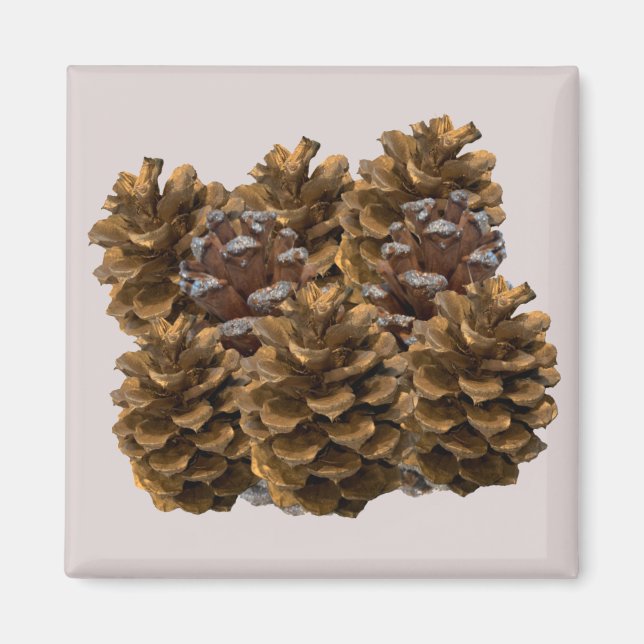 Imán Magnate simple de pinecones (Frente)