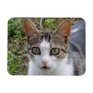 Imán Magnate Tabby/White Cat 3"x4"