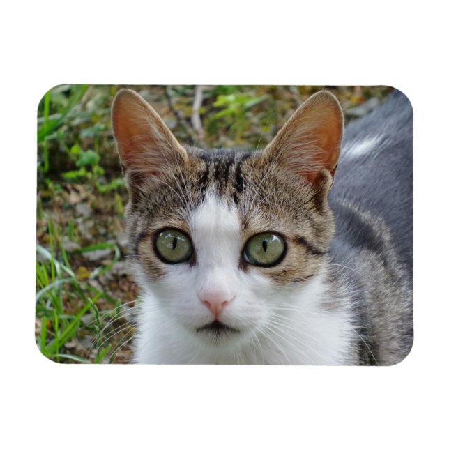 Imán Magnate Tabby/White Cat 3"x4" (Horizontal)