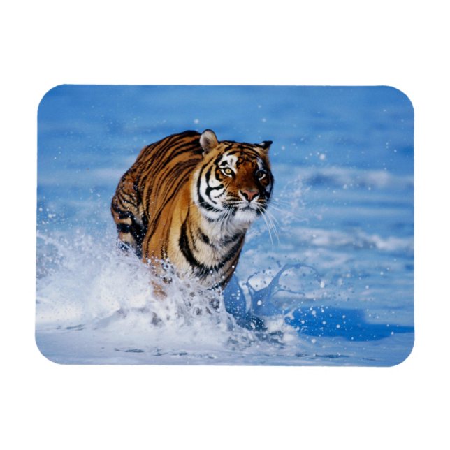 Imán Magnate Tiger (Horizontal)