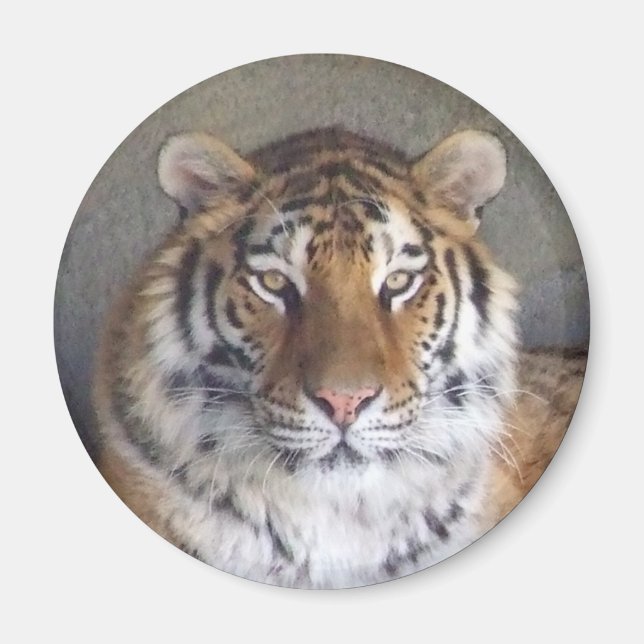 Imán Magnate Tiger (Frente)