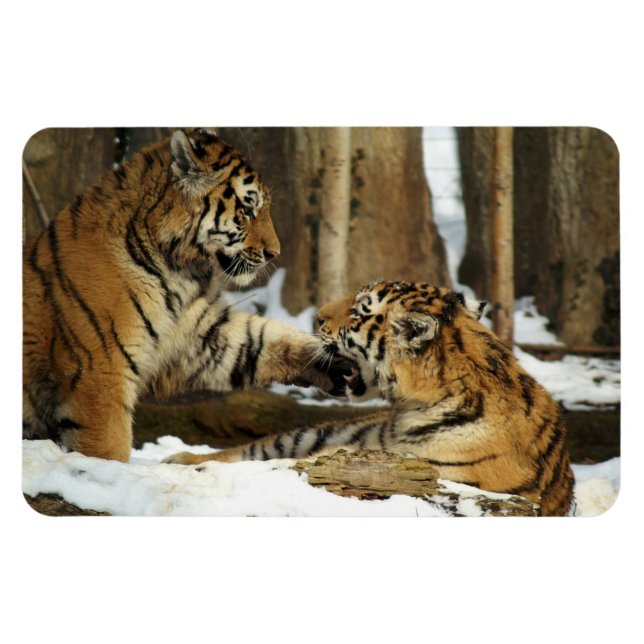 Imán Magnate Tigers (Horizontal)