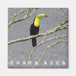Imán Magnate Toucan Souvenir de Costa Rica