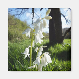 Imán Magnate White Bluebells
