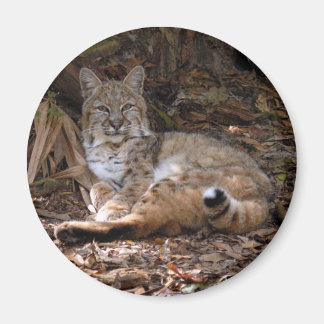 Imán Magnates Bobcat