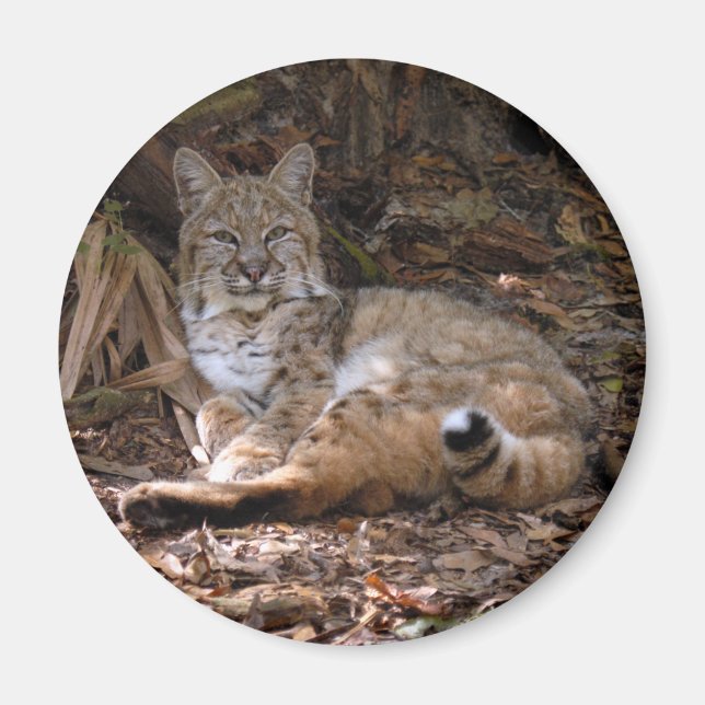 Imán Magnates Bobcat (Frente)
