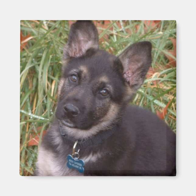 Imán Magnates De Cachorro Adorables (Frente)