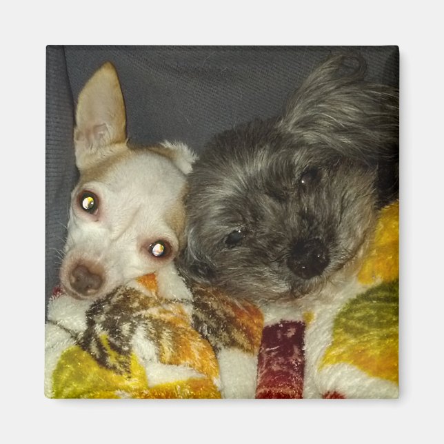 Imán Magnates de cricket y maybelline (Frente)