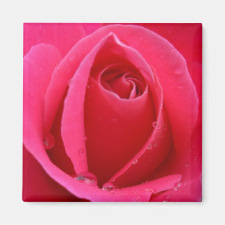 Imán Magnates de rosas rojas Regalos de rosas rosadas D
