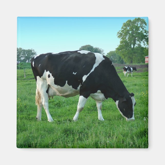 Imán Magnates de vacas (Frente)