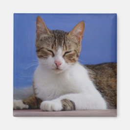 Imán Magnates para gatos