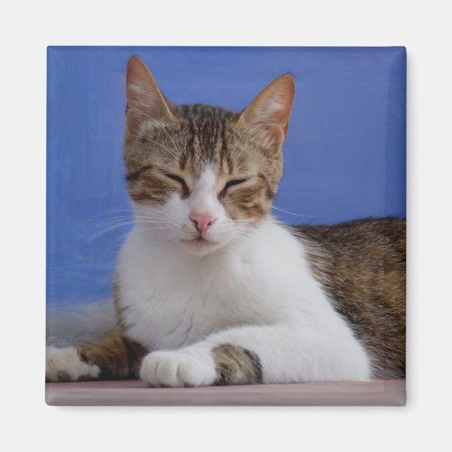 Imán Magnates para gatos (Frente)