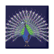 Magnates Peacock