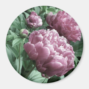 Imán Magnates Pink Peonies