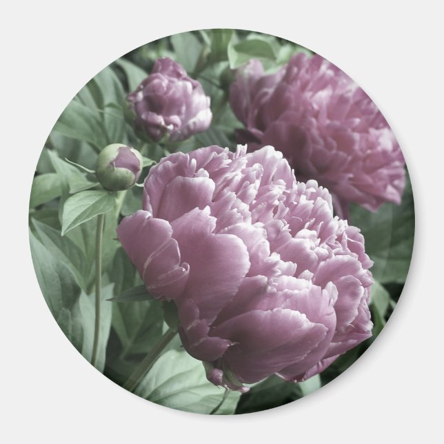 Imán Magnates Pink Peonies (Frente)
