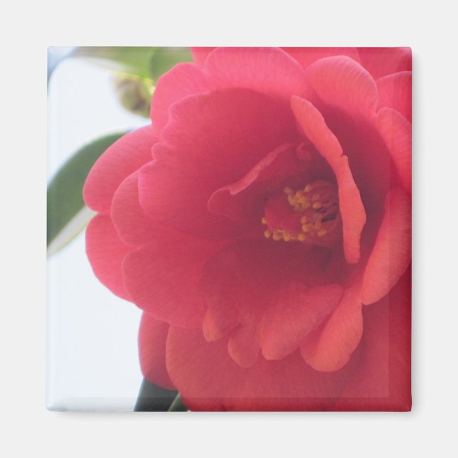 Imán Magnates Red Rose (Frente)