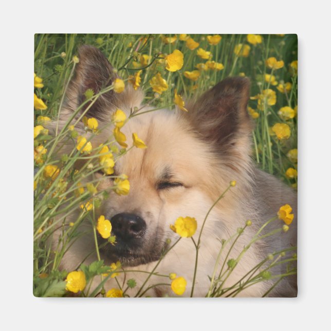 Imán Magneet (Frente)