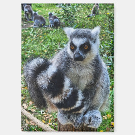 Imán Magneet met ringstaartmaki – unieke dierenprint