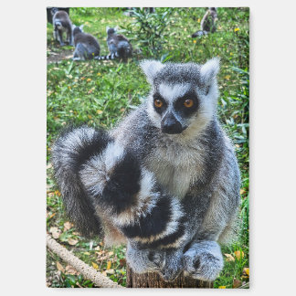 Imán Magneet met ringstaartmaki – unieke dierenprint