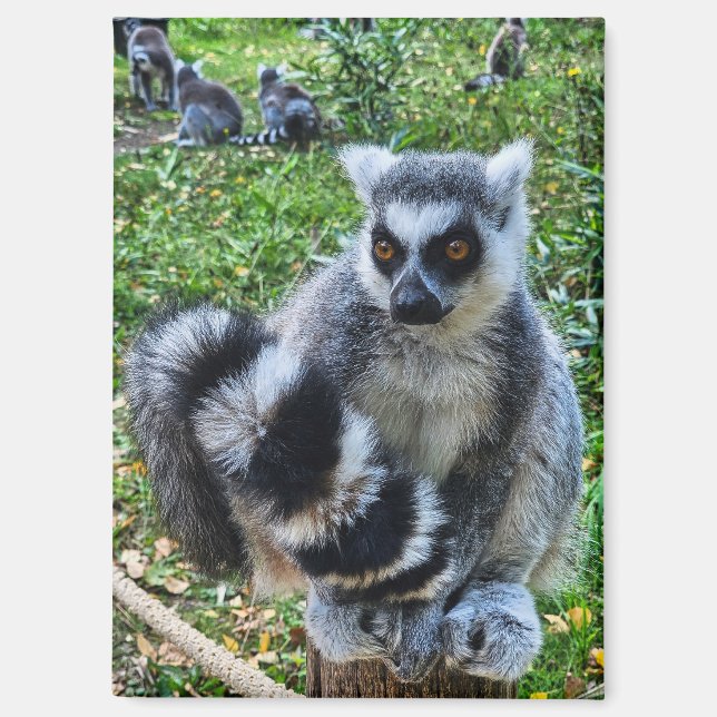 Imán Magneet met ringstaartmaki – unieke dierenprint (Anverso)