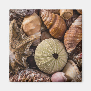 Imán Magner de conchas marinas mixtas