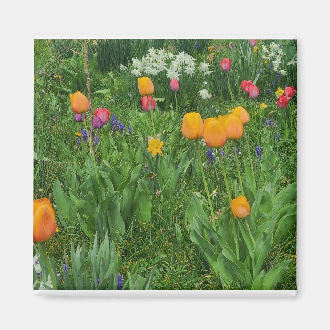 Imán Magnet (Frente)