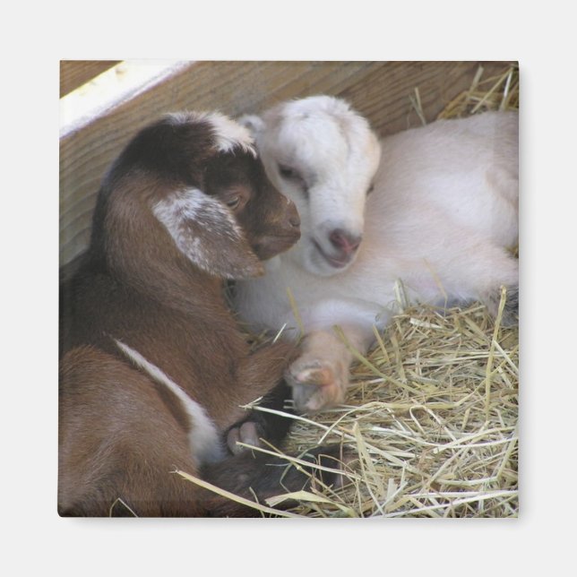 Imán Magnet ~ Baby Goat : Amor (Frente)