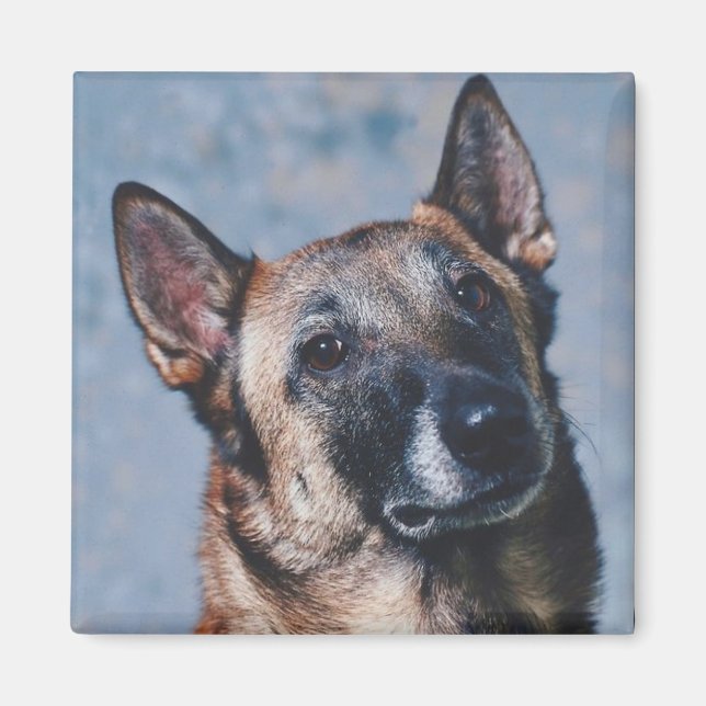 Imán Magnet belga Malinois (Frente)