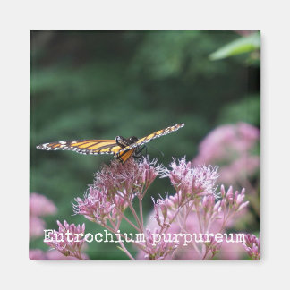 Imán Magnet Botánico Joe Pye Weed