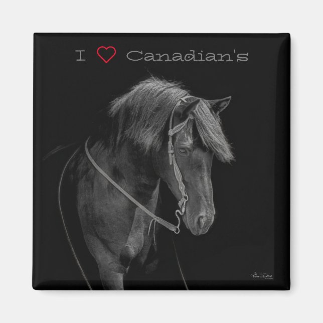 Imán Magnet Canadian Horse (Frente)