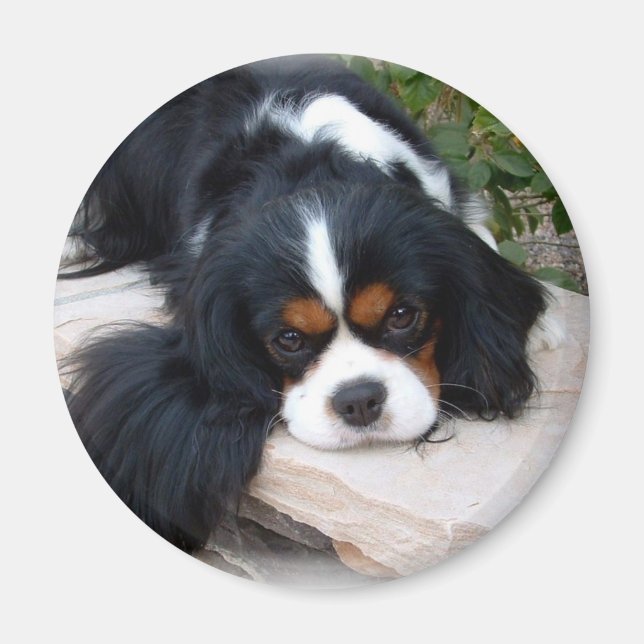 Imán Magnet Cavalier King Charles Spaniel (Frente)