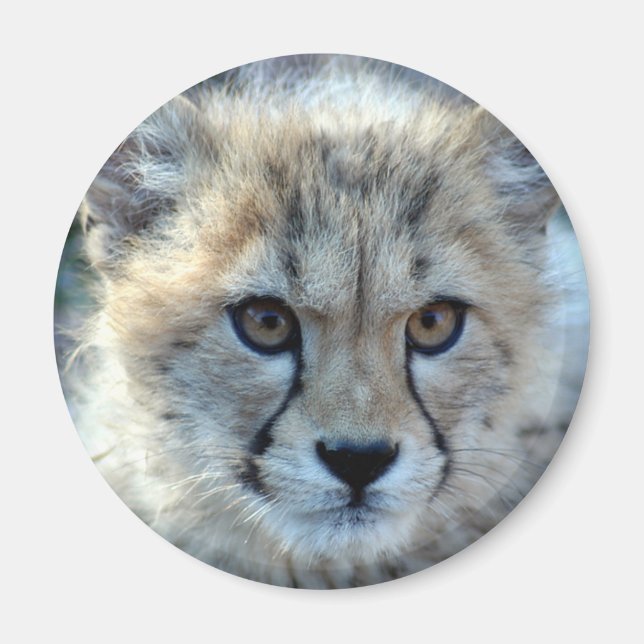 Imán Magnet-cheetah-cub10x10 (Frente)