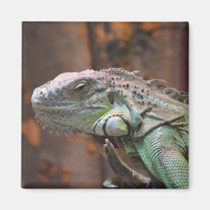 Imán Magnet con colorida iguana