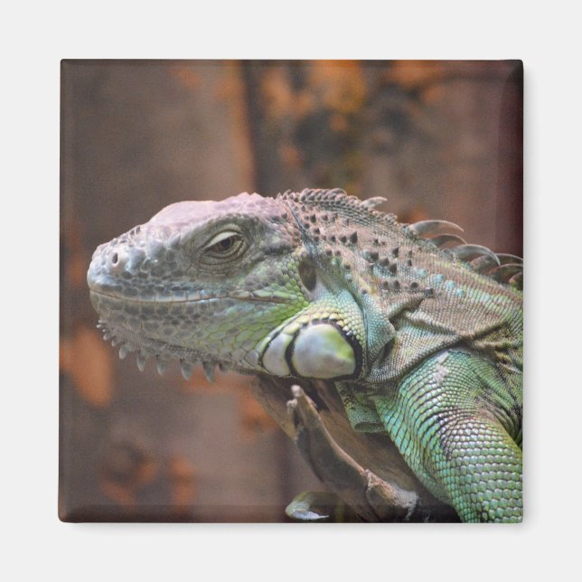 Imán Magnet con colorida iguana (Frente)