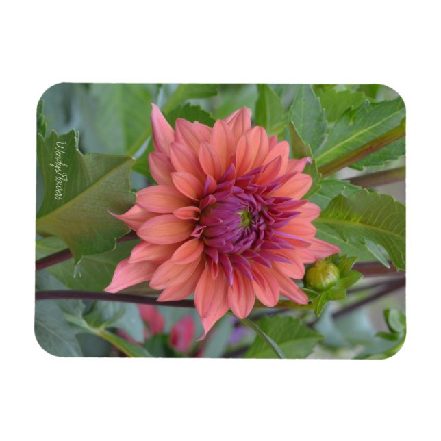 Imán Magnet con dahlia rubia (Horizontal)