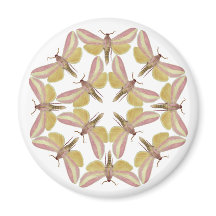 Magnet con hermosas polillas de halcón