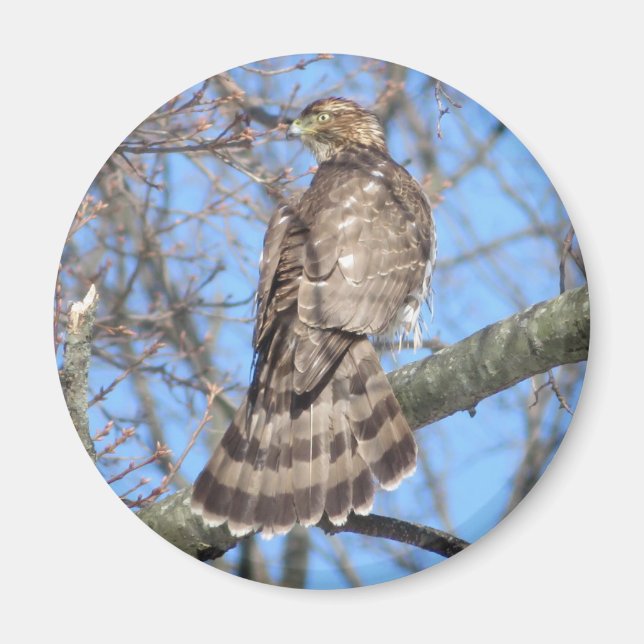 Imán Magnet Cooper's Hawk (Frente)