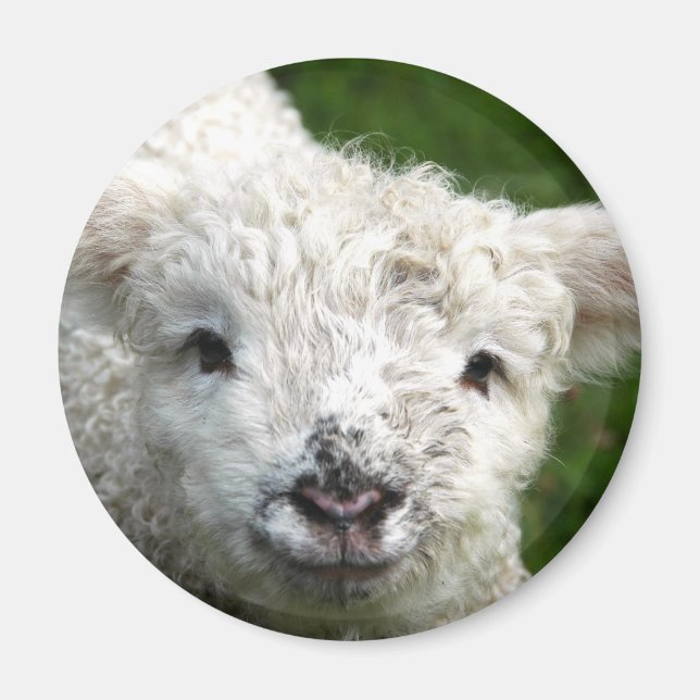 Imán Magnet - Cordero de primavera (Frente)