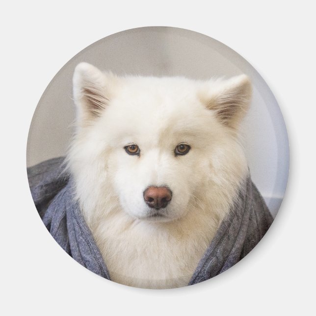 Imán Magnet CRB - Oso acogedor (Frente)