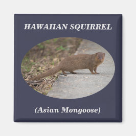 Imán Magnet cuadrado de ardilla hawaiana (mongoso asiát