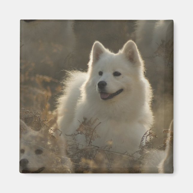 Imán Magnet cuadrado de la raza de perro samoyed (Frente)