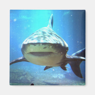 Imán Magnet cuadrado del tiburón