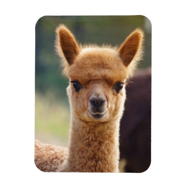 Imán Magnet Cute Alpaca (Vertical)