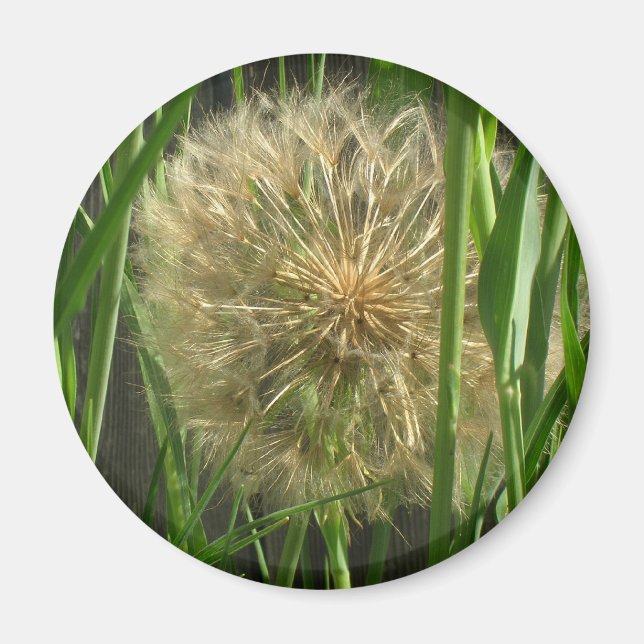 Imán Magnet - Dandelion Puff Ball (Frente)
