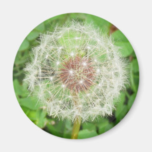 Imán Magnet - Dandelion Seed Ball