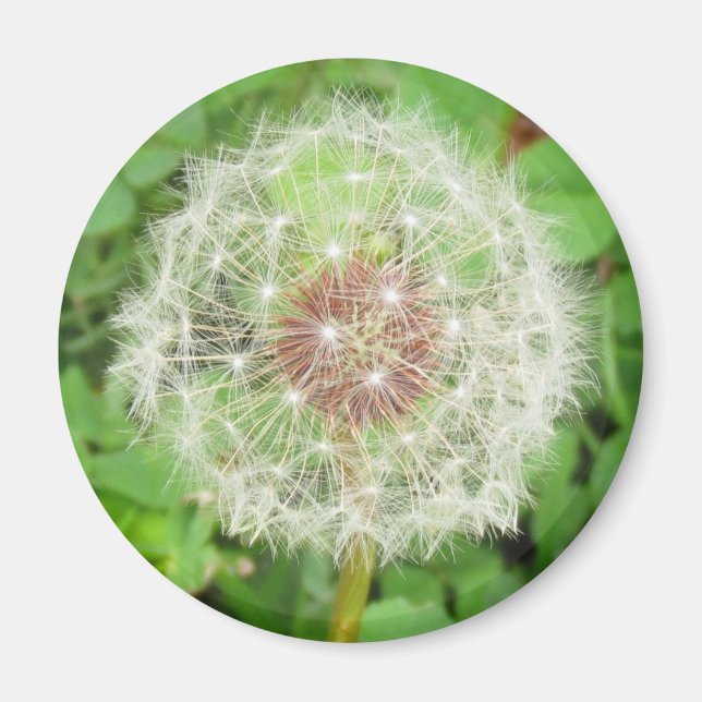 Imán Magnet - Dandelion Seed Ball (Frente)