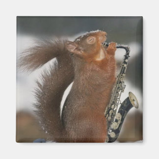 Imán Magnet de ardilla musical