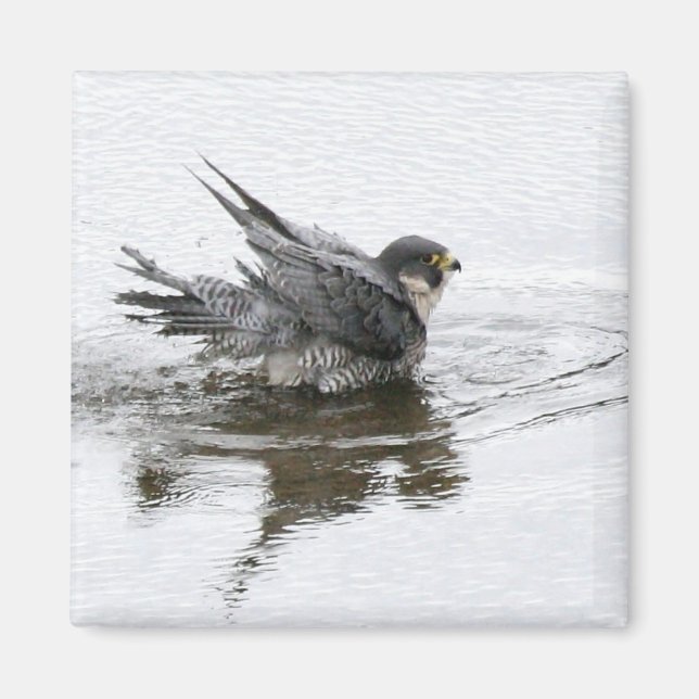 Imán Magnet de belleza para el baño (Frente)